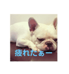 うちの犬と猫第2弾！（個別スタンプ：5）