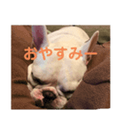 うちの犬と猫第2弾！（個別スタンプ：6）