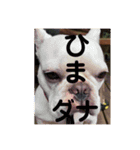 うちの犬と猫第2弾！（個別スタンプ：7）