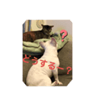 うちの犬と猫第2弾！（個別スタンプ：8）