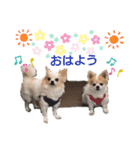 しょう＆ちい（チワワ）⑦（個別スタンプ：1）