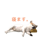 しょう＆ちい（チワワ）⑦（個別スタンプ：7）