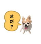 しょう＆ちい（チワワ）⑦（個別スタンプ：13）