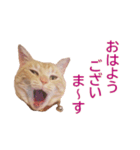 ねこのぽんたくん日常会話 第3弾（個別スタンプ：1）