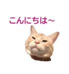 ねこのぽんたくん日常会話 第3弾（個別スタンプ：2）