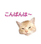 ねこのぽんたくん日常会話 第3弾（個別スタンプ：3）