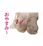 ねこのぽんたくん日常会話 第3弾（個別スタンプ：4）