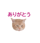 ねこのぽんたくん日常会話 第3弾（個別スタンプ：5）