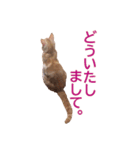 ねこのぽんたくん日常会話 第3弾（個別スタンプ：6）