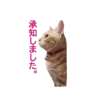 ねこのぽんたくん日常会話 第3弾（個別スタンプ：7）