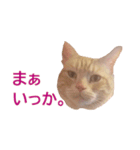 ねこのぽんたくん日常会話 第3弾（個別スタンプ：9）