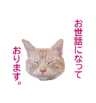 ねこのぽんたくん日常会話 第3弾（個別スタンプ：10）