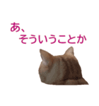 ねこのぽんたくん日常会話 第3弾（個別スタンプ：11）