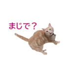 ねこのぽんたくん日常会話 第3弾（個別スタンプ：12）