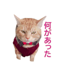 ねこのぽんたくん日常会話 第3弾（個別スタンプ：13）