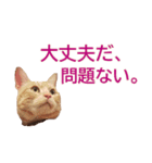 ねこのぽんたくん日常会話 第3弾（個別スタンプ：14）