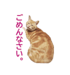 ねこのぽんたくん日常会話 第3弾（個別スタンプ：15）