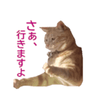 ねこのぽんたくん日常会話 第3弾（個別スタンプ：16）