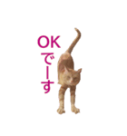 ねこのぽんたくん日常会話 第3弾（個別スタンプ：18）