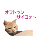 ねこのぽんたくん日常会話 第3弾（個別スタンプ：19）