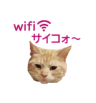 ねこのぽんたくん日常会話 第3弾（個別スタンプ：20）
