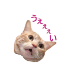 ねこのぽんたくん日常会話 第3弾（個別スタンプ：21）