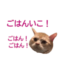 ねこのぽんたくん日常会話 第3弾（個別スタンプ：22）