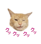 ねこのぽんたくん日常会話 第3弾（個別スタンプ：23）