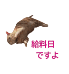ねこのぽんたくん日常会話 第3弾（個別スタンプ：24）