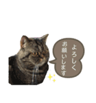 エキゾチックショートヘア『まめ』スタンプ（個別スタンプ：2）