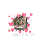 エキゾチックショートヘア『まめ』スタンプ（個別スタンプ：8）
