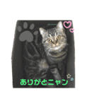 エキゾチックショートヘア『まめ』スタンプ（個別スタンプ：10）
