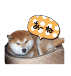 タロちゃんタロちゃん（個別スタンプ：9）