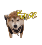 タロちゃんタロちゃん（個別スタンプ：11）