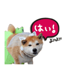 タロちゃんタロちゃん（個別スタンプ：12）