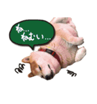 タロちゃんタロちゃん（個別スタンプ：15）