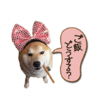 タロちゃんタロちゃん（個別スタンプ：31）