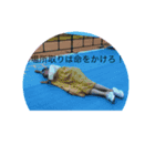 五十嵐先生名言集①（個別スタンプ：5）