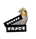 newオカメインコのそらちゃん（個別スタンプ：1）