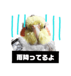 newオカメインコのそらちゃん（個別スタンプ：2）