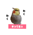 newオカメインコのそらちゃん（個別スタンプ：3）