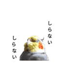 newオカメインコのそらちゃん（個別スタンプ：4）
