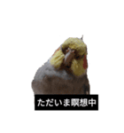 newオカメインコのそらちゃん（個別スタンプ：5）