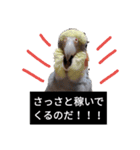 newオカメインコのそらちゃん（個別スタンプ：6）