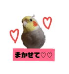 newオカメインコのそらちゃん（個別スタンプ：7）