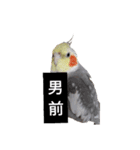 newオカメインコのそらちゃん（個別スタンプ：8）