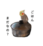 newオカメインコのそらちゃん（個別スタンプ：9）