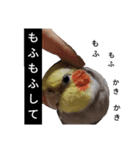 newオカメインコのそらちゃん（個別スタンプ：11）