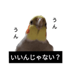 newオカメインコのそらちゃん（個別スタンプ：12）