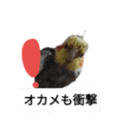 newオカメインコのそらちゃん（個別スタンプ：13）